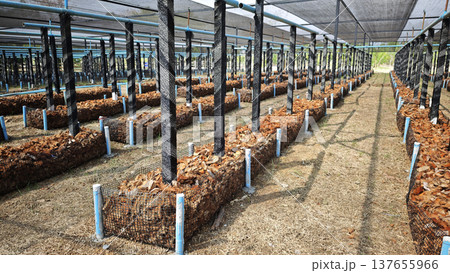 Vanilla on plantation with coconut husk. 137655966