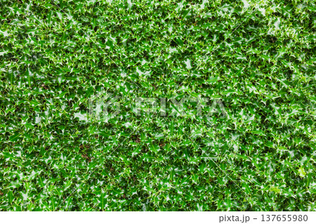 Dense green holly leaves natural hedge texture Dense green holly leaves natural hedge texture 137655980