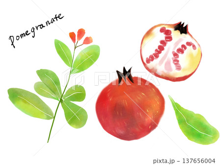 ザクロの手描きイラストセット ザクロの手描きイラストセット 137656004