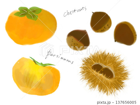 栗の手描きイラストセット 栗の手描きイラストセット 137656005