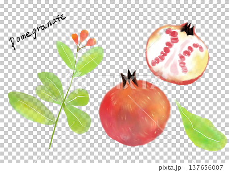 Pomegranate hand-drawn illustration set 137656007