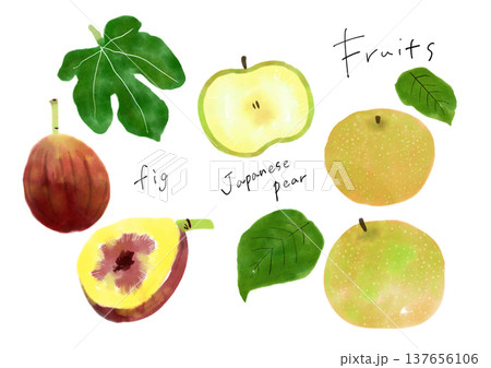 梨といちじくの手描きイラストセット 137656106