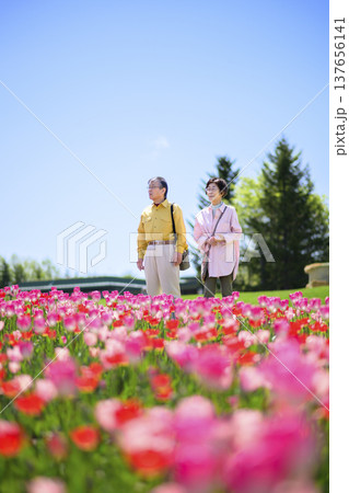 満開のチューリップ畑を観光するシニアの夫婦（強化レタッチ） 137656141