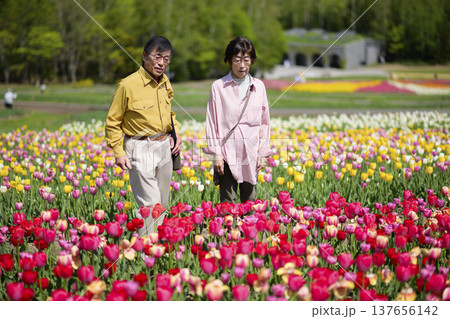 満開のチューリップ畑を観光するシニアの夫婦（強化レタッチ） 137656142
