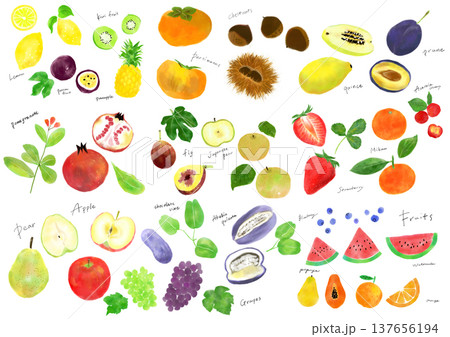 フルーツの手描きイラストセット フルーツの手描きイラストセット 137656194