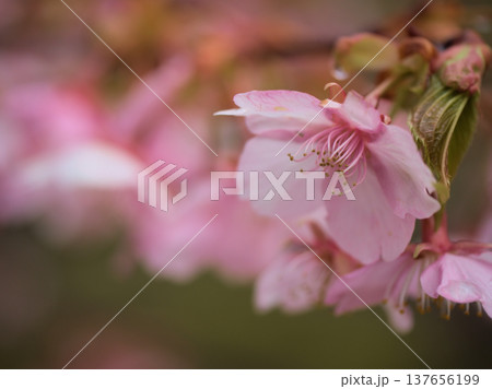 晴れたのに肌寒い3月に美しく咲いた濃いピンク色のサクラ「河津桜（カワヅザクラ）」 137656199