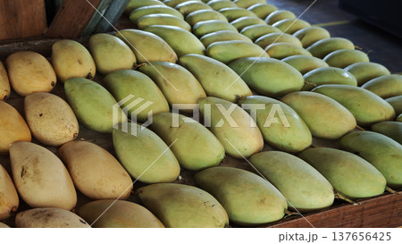 Ripe mangoes are placed on a wooden table. 137656425