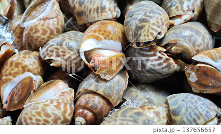 Sweet clams in the seafood market. 137656657