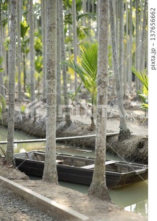 Wooden boats in a small canal in a betel nut plantation. Wooden boats in a small canal in a betel nut plantation. 137656662
