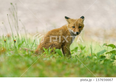 草原に座るキタキツネの子ぎつね 北海道の可愛い野生動物 137656667