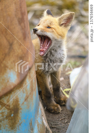 草原に座るキタキツネの子ぎつね 北海道の可愛い野生動物 137656669