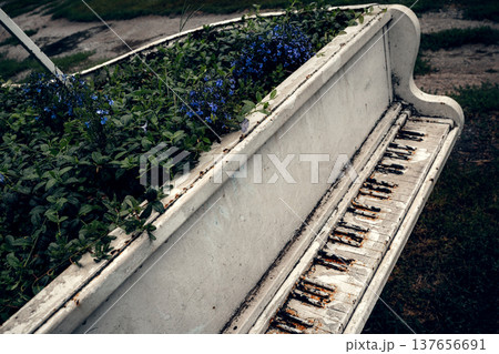 Abandoned Piano Turned into Flower Planter in Urban Park Abandoned Piano Turned into Flower Planter in Urban Park 137656691