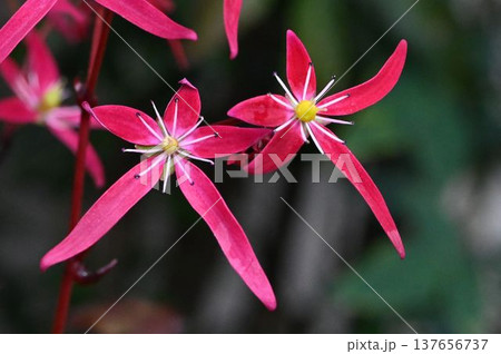 園芸品種ですが赤色の大の字をした綺麗なダイモンジソウの花 園芸品種ですが赤色の大の字をした綺麗なダイモンジソウの花 137656737