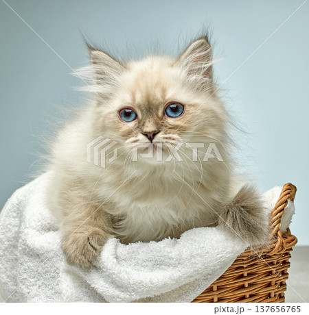 White Siberian colorpoint kitten Neva Masquerade with blue eyes 137656765