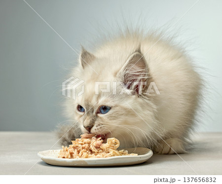 White Siberian colorpoint kitten Neva Masquerade with blue eyes White Siberian colorpoint kitten Neva Masquerade with blue eyes 137656832