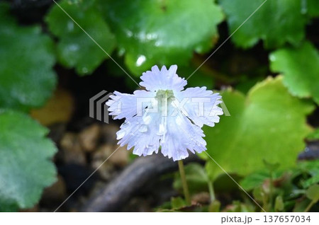 日本の固有種である山林内で咲く白色の切れ込みにある花弁が綺麗なイワウチワ 日本の固有種である山林内で咲く白色の切れ込みにある花弁が綺麗なイワウチワ 137657034