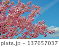 三重県で桜の名所、松阪市笠松河津桜ロードの河津桜 137657037