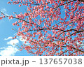三重県で桜の名所、松阪市笠松河津桜ロードの河津桜 137657038