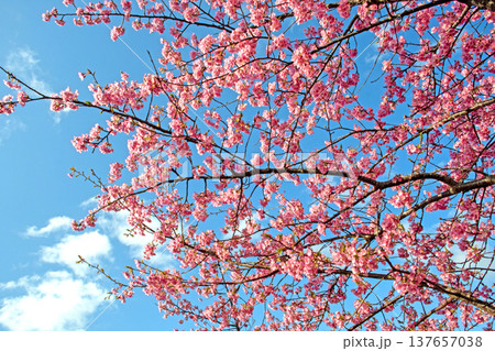 三重県で桜の名所、松阪市笠松河津桜ロードの河津桜 137657038