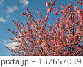 三重県で桜の名所、松阪市笠松河津桜ロードの河津桜 137657039