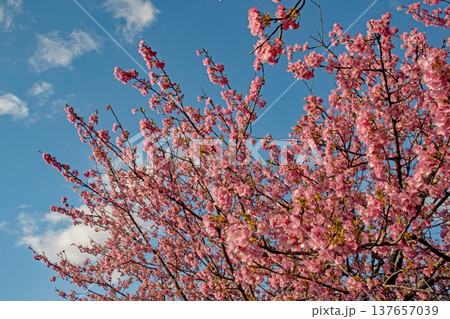 三重県で桜の名所、松阪市笠松河津桜ロードの河津桜 三重県で桜の名所、松阪市笠松河津桜ロードの河津桜 137657039