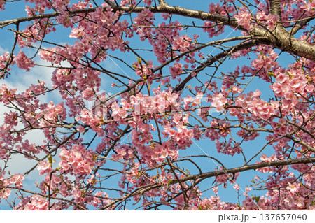 三重県で桜の名所、松阪市笠松河津桜ロードの河津桜 三重県で桜の名所、松阪市笠松河津桜ロードの河津桜 137657040