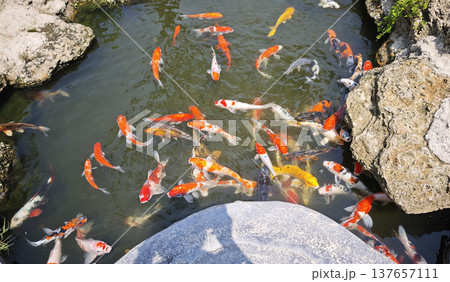 koi fish swimming in pond water 137657111