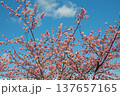 三重県で桜の名所、松阪市笠松河津桜ロードの河津桜 137657165