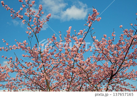 三重県で桜の名所、松阪市笠松河津桜ロードの河津桜 137657165