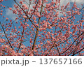 三重県で桜の名所、松阪市笠松河津桜ロードの河津桜 137657166