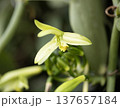 Vanilla orchid flowers in outdoor plantation 137657184