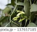 Vanilla orchid flowers in outdoor plantation 137657185