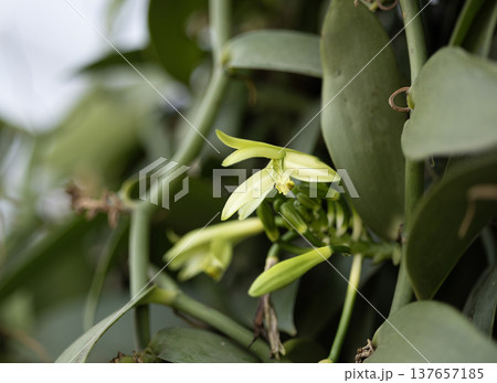 Vanilla orchid flowers in outdoor plantation 137657185