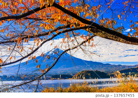 【山梨県_富士山_河口湖】秋の河口湖と富士山 11月 137657455
