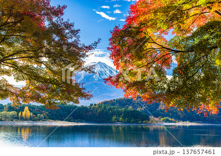 【山梨県_富士山_河口湖】秋の河口湖と富士山 11月 137657461