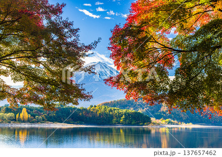 【山梨県_富士山_河口湖】秋の河口湖と富士山 11月 【山梨県_富士山_河口湖】秋の河口湖と富士山 11月 137657462