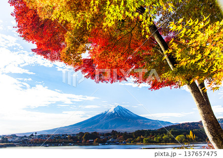 【山梨県_富士山_河口湖】秋の河口湖と富士山 11月 【山梨県_富士山_河口湖】秋の河口湖と富士山 11月 137657475