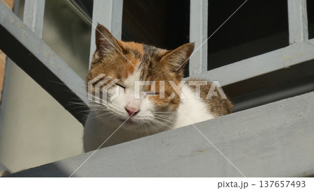 三毛猫 137657493