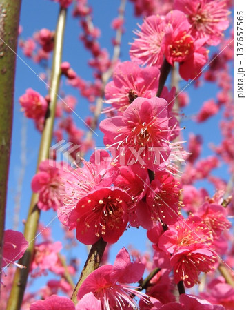 青空に映える紅梅 137657565