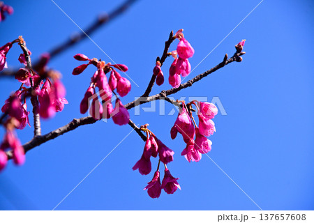 赤く鮮やかな寒緋桜(カンヒザクラ) 137657608