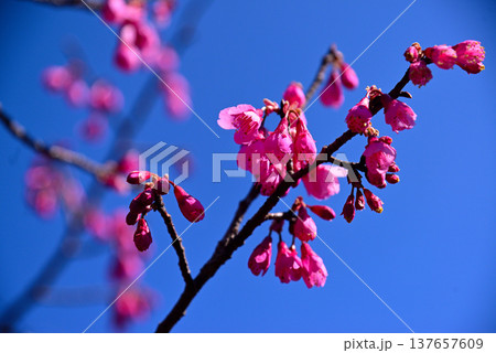 赤く鮮やかな寒緋桜(カンヒザクラ) 赤く鮮やかな寒緋桜(カンヒザクラ) 137657609
