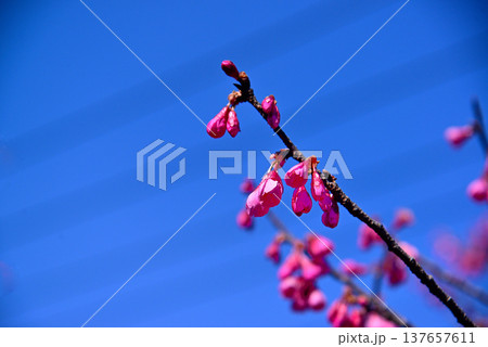 赤く鮮やかな寒緋桜(カンヒザクラ) 137657611
