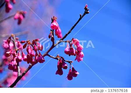 赤く鮮やかな寒緋桜(カンヒザクラ) 137657616