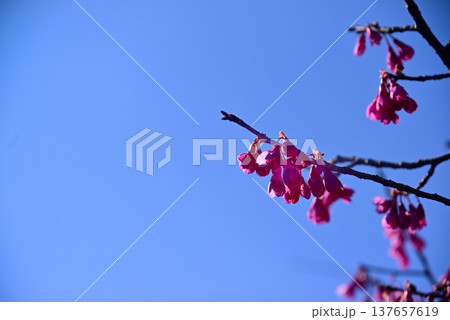 赤く鮮やかな寒緋桜(カンヒザクラ) 137657619