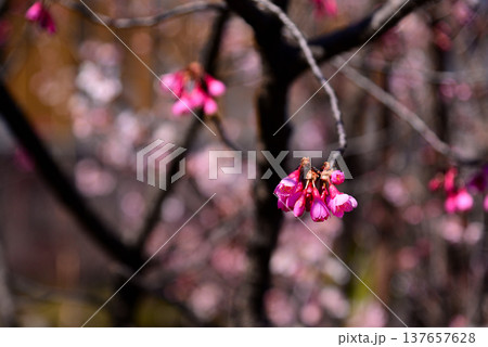 赤く鮮やかな寒緋桜(カンヒザクラ) 137657628