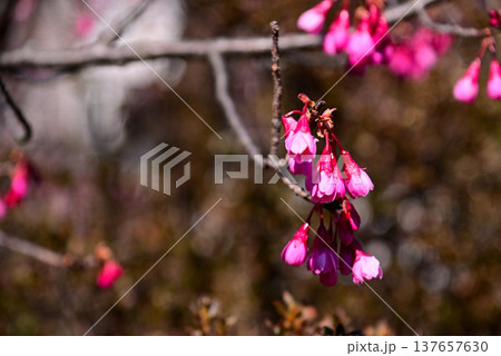 赤く鮮やかな寒緋桜(カンヒザクラ) 137657630