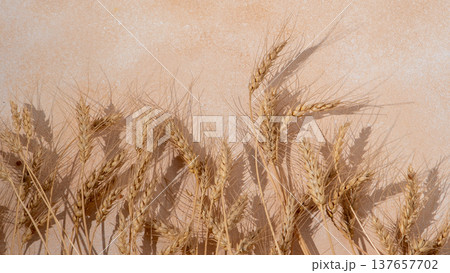 Wheat ears on a beige background. Dried wheat stalks with shadow top view Wheat ears on a beige background. Dried wheat stalks with shadow top view 137657702