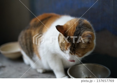 三毛猫 137657769