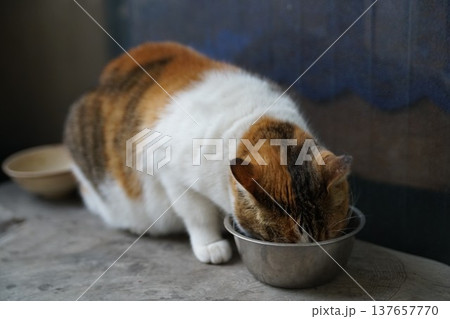 三毛猫 三毛猫 137657770