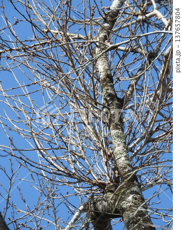 てんぐ巣病(植物の枝や葉が異常に密生する病気) てんぐ巣病(植物の枝や葉が異常に密生する病気) 137657804